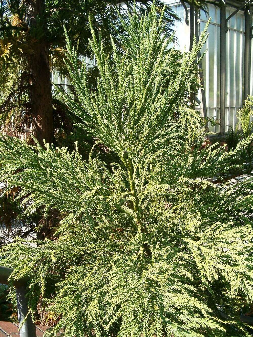 The 7 Best Evergreen Trees & Plants for Washington, DC, Virginia and